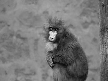 Mandrill in black and white by Jose Lok
