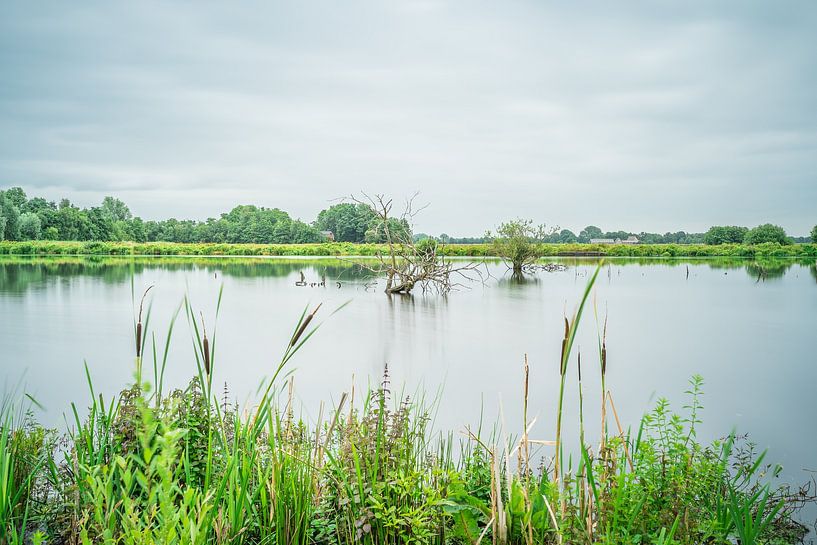 View to the Drowned Forest by Tina Linssen
