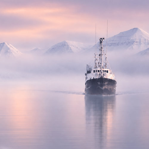 Rougeure arctique - Barentszburg, Svalbard