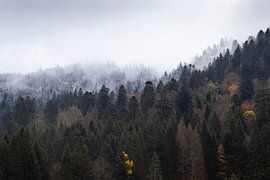 Autumn turns to Winter, Vosges Mountains, France