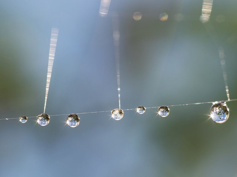 Water Drops Hanging To Dry by Mr White Takes Pictures