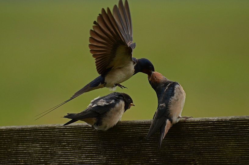 Boerenzwaluw  par Matthias Erkelens