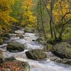Herfstkleuren - Prachtige Ardennen van Rolf Schnepp