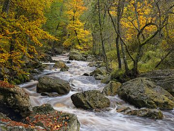 Herfstkleuren - Prachtige Ardennen van Rolf Schnepp