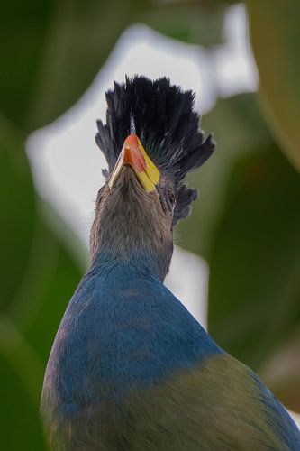 Grote Blauwe Turaco