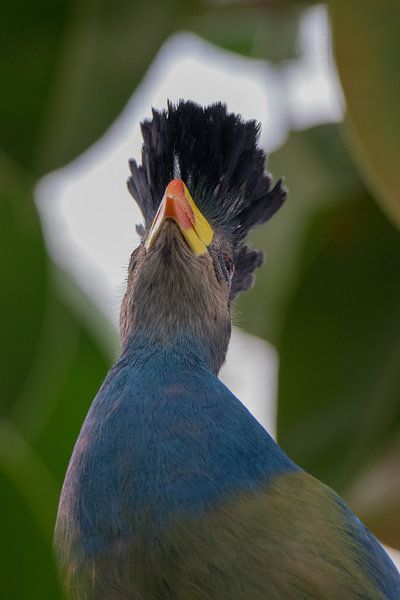 Großer blauer Turaco von Selwyn Smeets - SaSmeets Photography