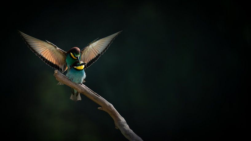 Mating van Alex Pansier