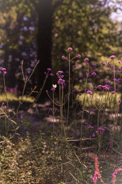 Wild summer garden with Verbena by Mayra Fotografie