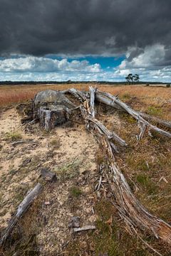 Heathland with tree trunk on the foreground with a dark sky. A dead tree trunk in the park the High by Rob Christiaans