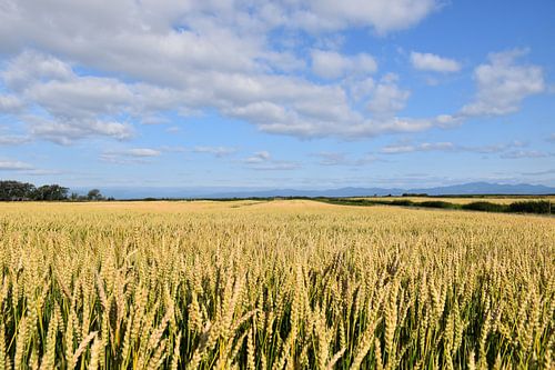 Een tarweveld onder een blauwe hemel