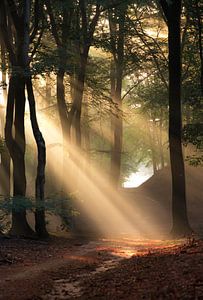 Zonnestralen in het bos