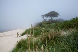 Oostzee: zomermist op het weststrand van Darss van t.ART
