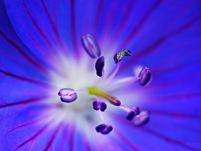 Spacy fleur bleue par Jessica Berendsen