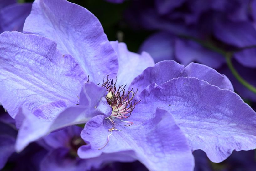 Violette Blume mit violettem Hintergrund von Nicolette Vermeulen