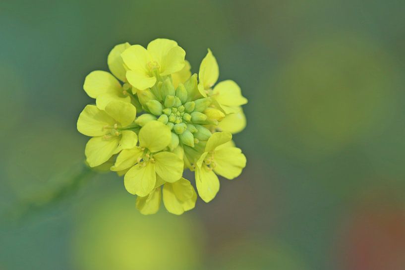 wilde gele bloem von eddy Peelman