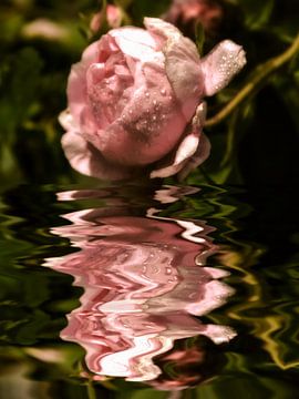 sprankelende - rozenwater van Christine Nöhmeier