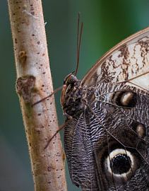 Vlinder by Arnold Loorbach Photography