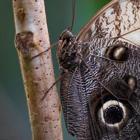 Vlinder sur Arnold Loorbach Photography