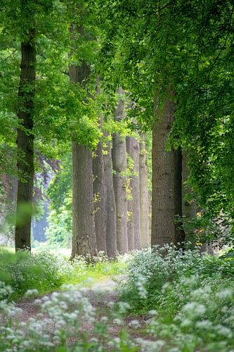 Avenue avec des arbres