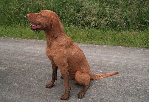 Op het bospad met een bruine Magyar Vizsla draadhaar.