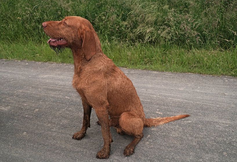 On the forest path with a brown Magyar Vizsla wirehair. by Babetts Bildergalerie