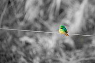 Harmonie vibrante : un oiseau coloré dans un monde noir et blanc par Jeroen de Weerd Aperçu