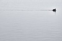 Solitude..