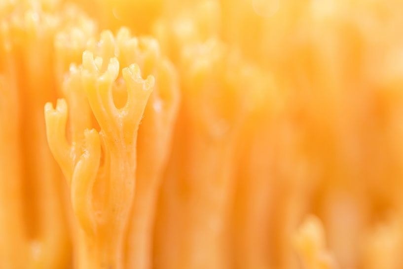 Allee coral mushroom by Danny Slijfer Natuurfotografie