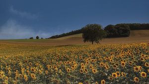 Les Tournesols / Zonnebloemen
