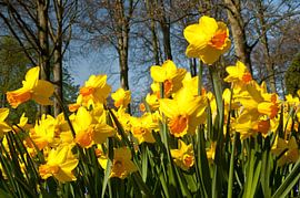 Een menigte narcissen by Rob IJsselstein