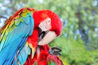 Rode groenvleugel ara of papegaai poetst zijn veren van Ben Schonewille thumbnail