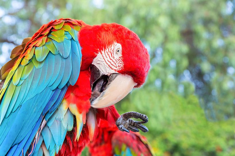 Rode groenvleugel ara of papegaai poetst zijn veren van Ben Schonewille