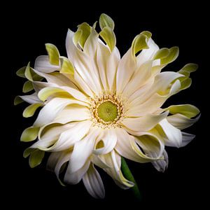 Gerbera 'Pasta di Mama'