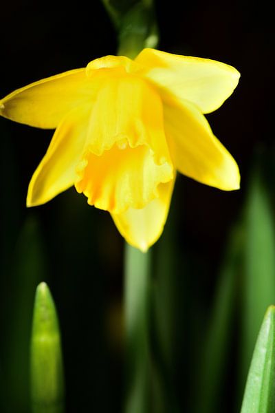 A daffodil in bloom by Gerard de Zwaan