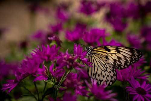 Ervaar de magie van de natuur met onze levendige vlinderfotoprint van TCPhoto.nl