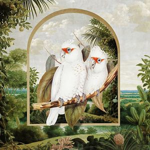 Elizabeth's Cockatoos in Brazil
