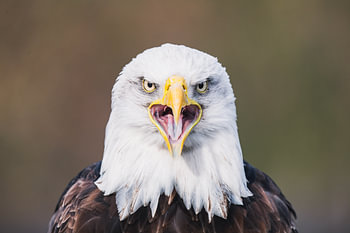 Oiseau en colère