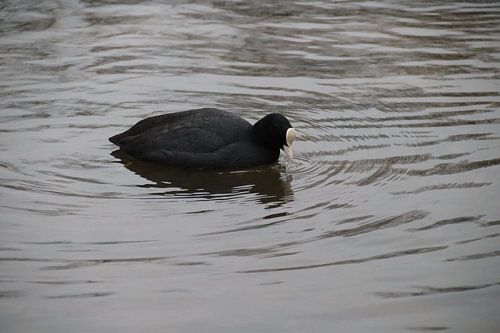 Meerkoet in het water
