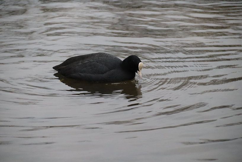 Foulque dans l'eau par Nicole Van Stokkum