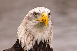 Amerikanischer Seeadler, Haliaeetus leucocephalus, auch Weißkopfseeadler genannt