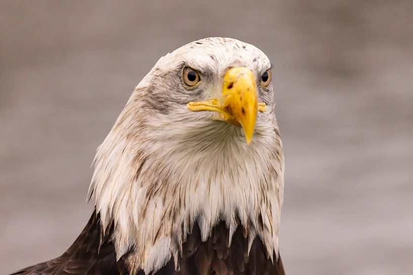 American Bald Eagle, Haliaeetus leucocephalus, aka Bald Eagle by Gert Hilbink
