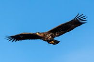 Zeearend op jacht in de lucht van Sjoerd van der Wal Fotografie thumbnail