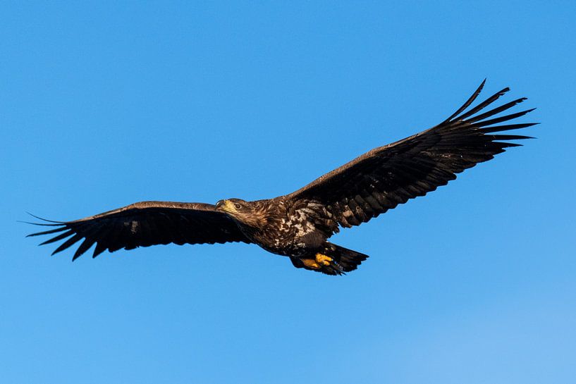 Zeearend op jacht in de lucht van Sjoerd van der Wal Fotografie