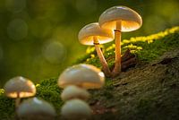 Porcelain mushroom