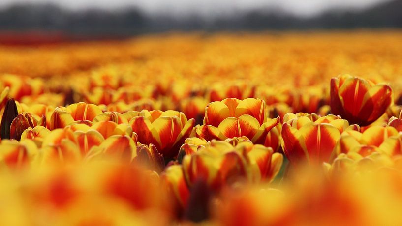Tulip field by Alfred Kempe