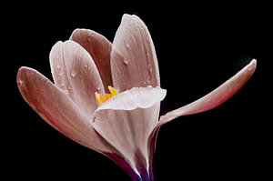 Een ander gekleurde voorjaars bloemen jas