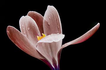 Een ander gekleurde voorjaars bloemen jas van Jolanda de Jong-Jansen