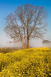 Raps und Nebel von Halma Fotografie