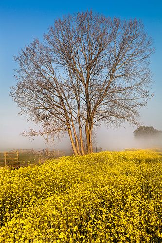 Rapeseed and fog
