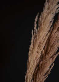 Pampas Plumes in Light and Dark by Sandra houben